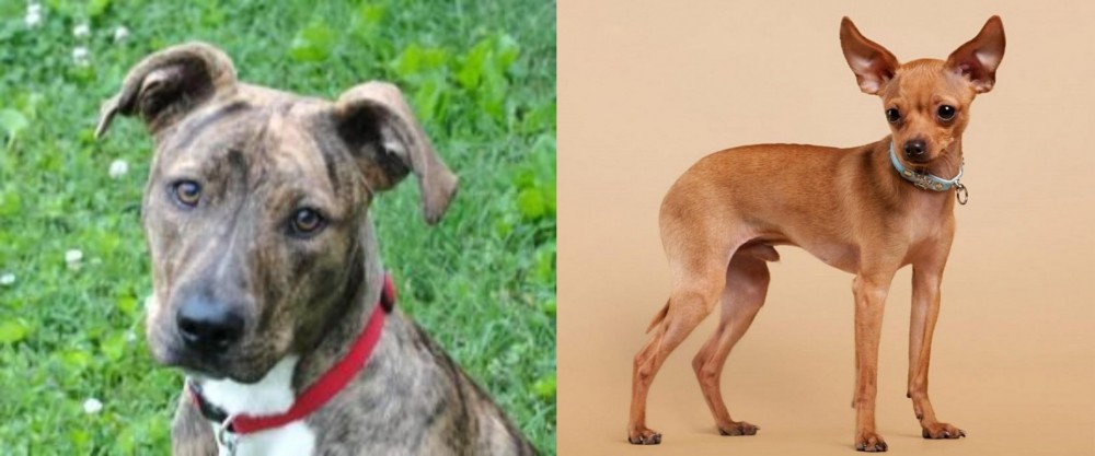 Russian Toy Terrier vs Mountain Cur - Breed Comparison