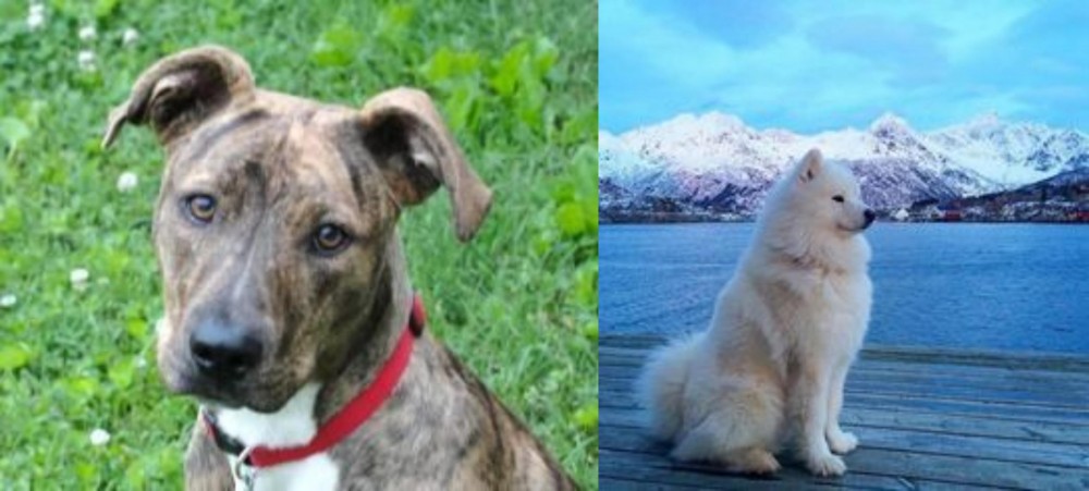 Samoyed vs Mountain Cur - Breed Comparison