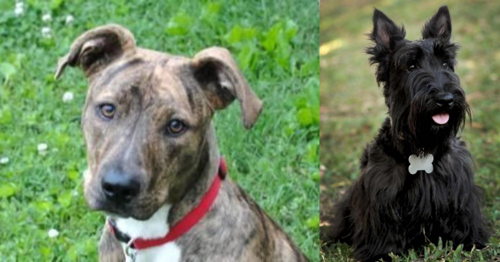 Scoland Terrier vs Mountain Cur - Breed Comparison