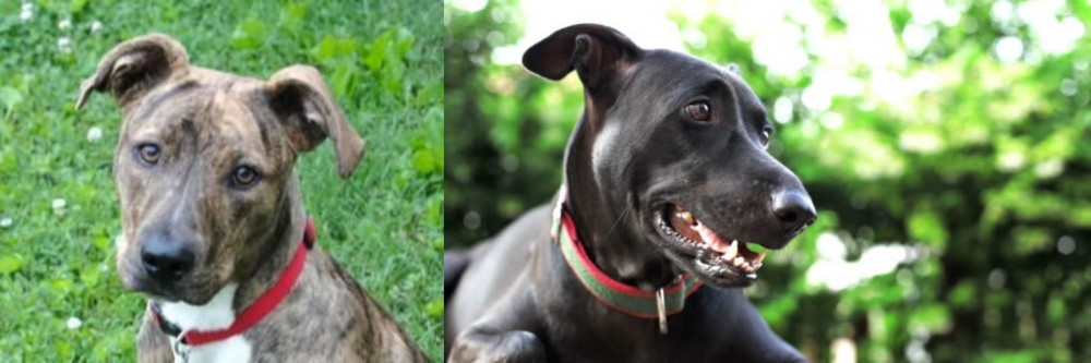 Shepard Labrador vs Mountain Cur - Breed Comparison