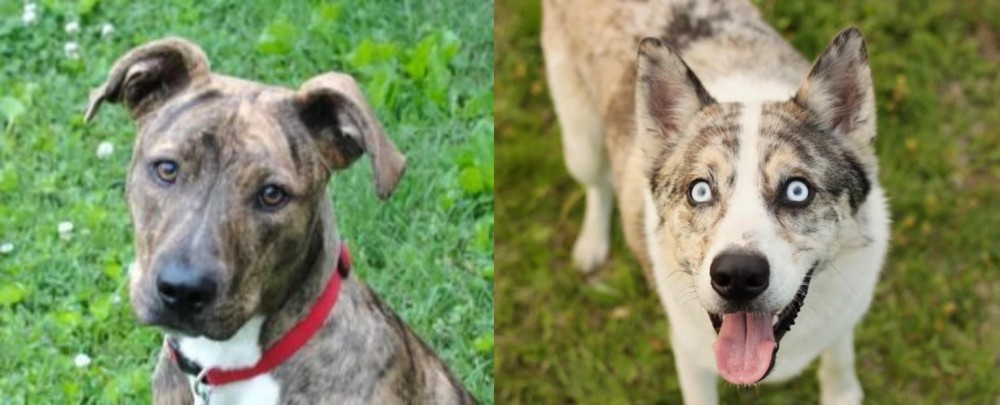 Shepherd Husky vs Mountain Cur - Breed Comparison