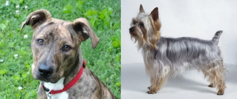 Silky Terrier vs Mountain Cur - Breed Comparison