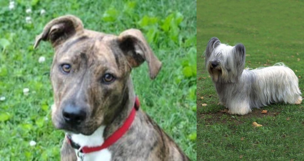 Skye Terrier vs Mountain Cur - Breed Comparison