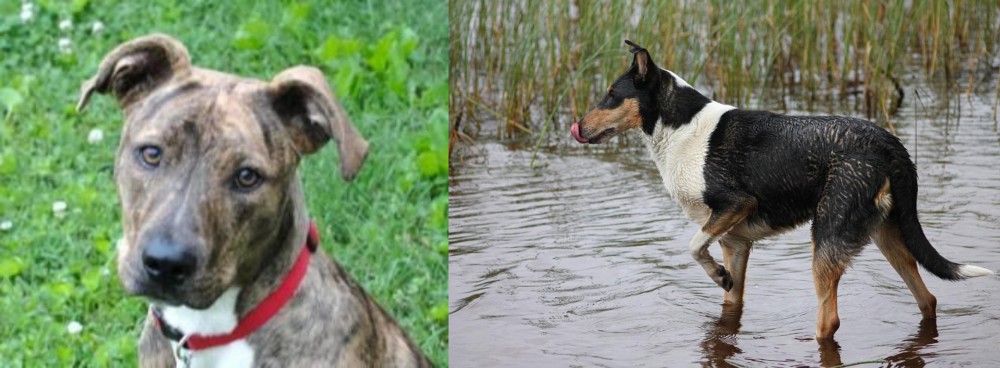 Smooth Collie vs Mountain Cur - Breed Comparison