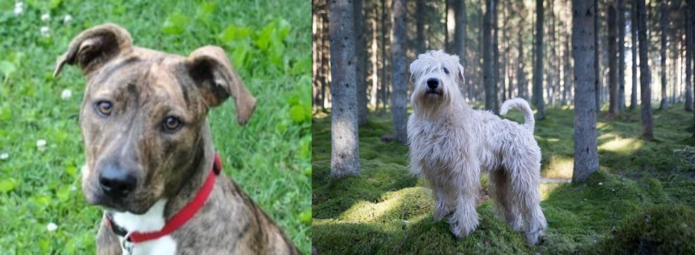 Soft-Coated Wheaten Terrier vs Mountain Cur - Breed Comparison