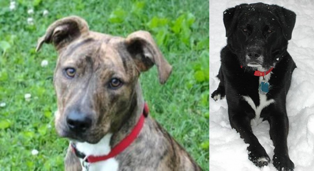 St. John's Water Dog vs Mountain Cur - Breed Comparison