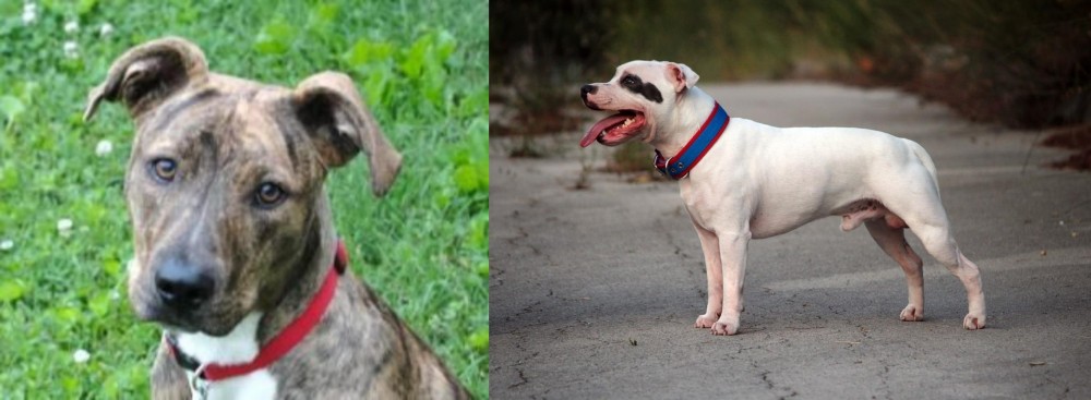 Staffordshire Bull Terrier vs Mountain Cur - Breed Comparison