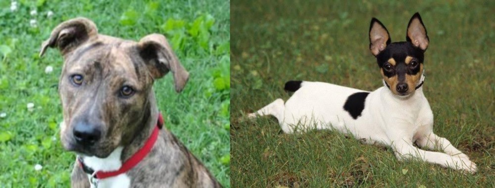 Toy Fox Terrier vs Mountain Cur - Breed Comparison