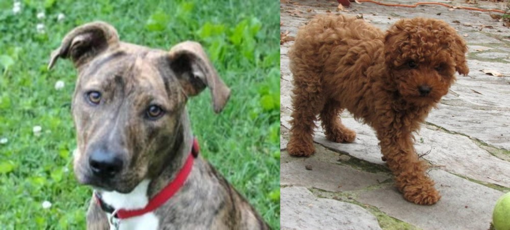 Toy Poodle vs Mountain Cur - Breed Comparison