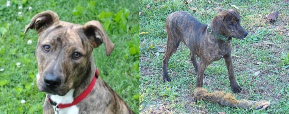 Treeing Cur vs Mountain Cur - Breed Comparison