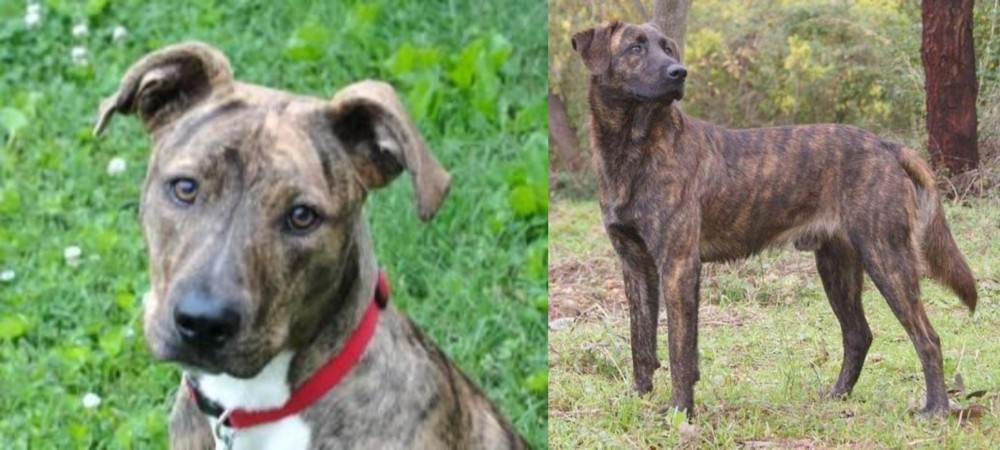 Treeing Tennessee Brindle vs Mountain Cur - Breed Comparison