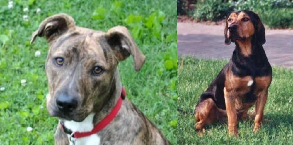 Tyrolean Hound vs Mountain Cur - Breed Comparison