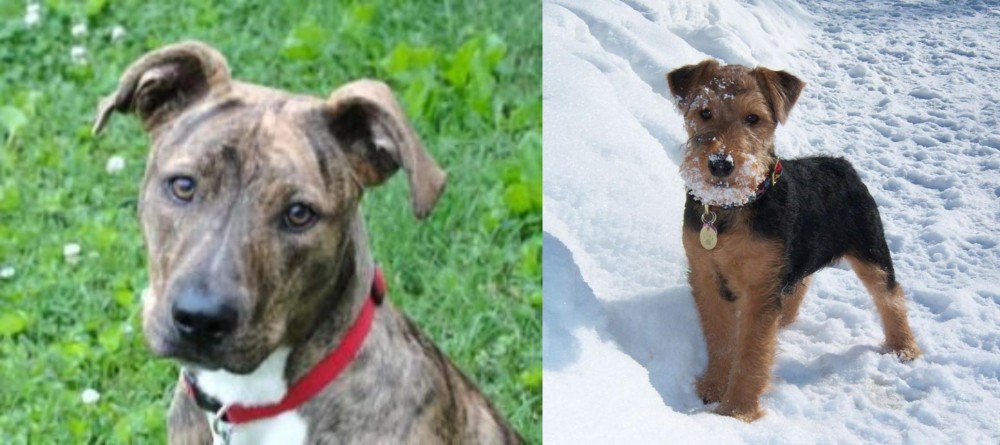 Welsh Terrier vs Mountain Cur - Breed Comparison