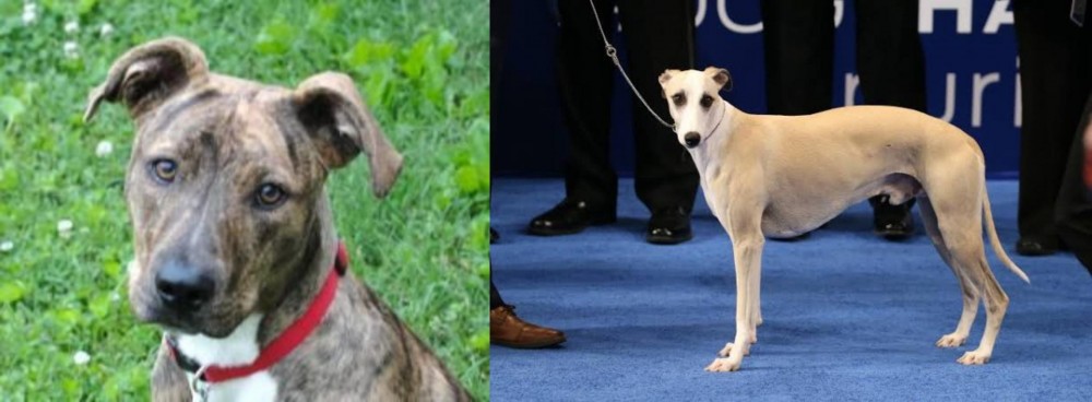 Whippet vs Mountain Cur - Breed Comparison