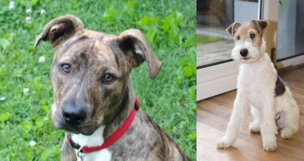 Wire Fox Terrier vs Mountain Cur - Breed Comparison