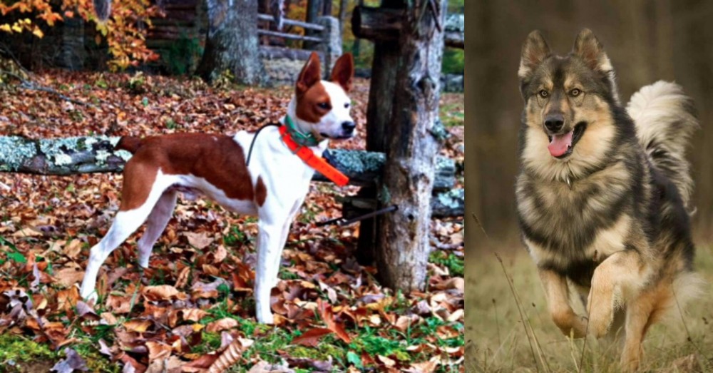 Native American Indian Dog vs Mountain Feist - Breed Comparison