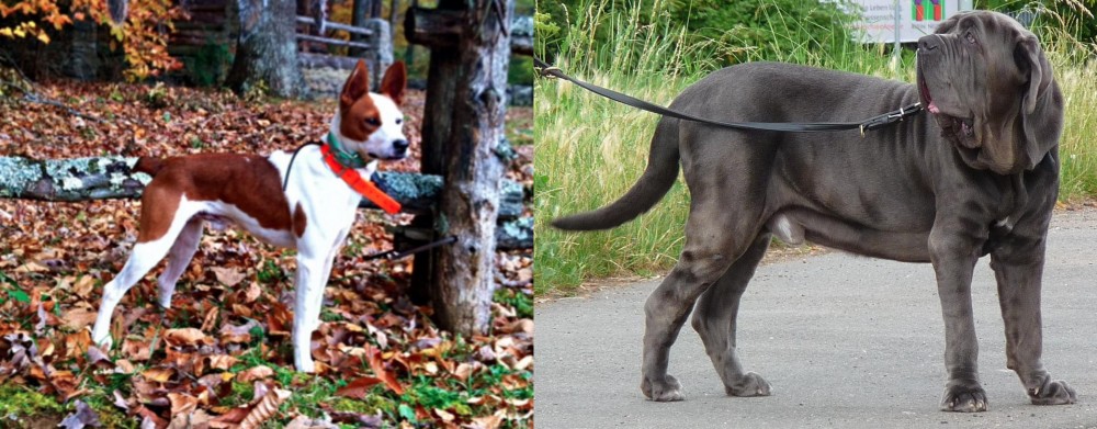 Neapolitan Mastiff vs Mountain Feist - Breed Comparison