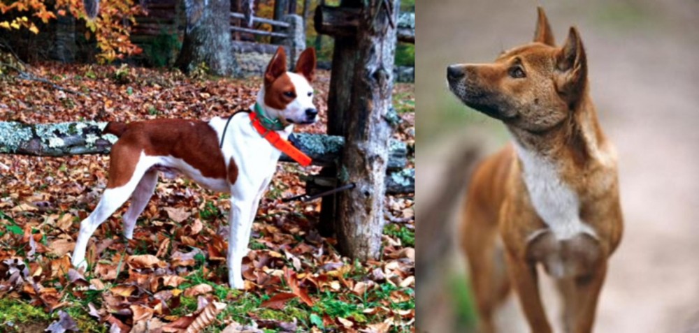 New Guinea Singing Dog vs Mountain Feist - Breed Comparison