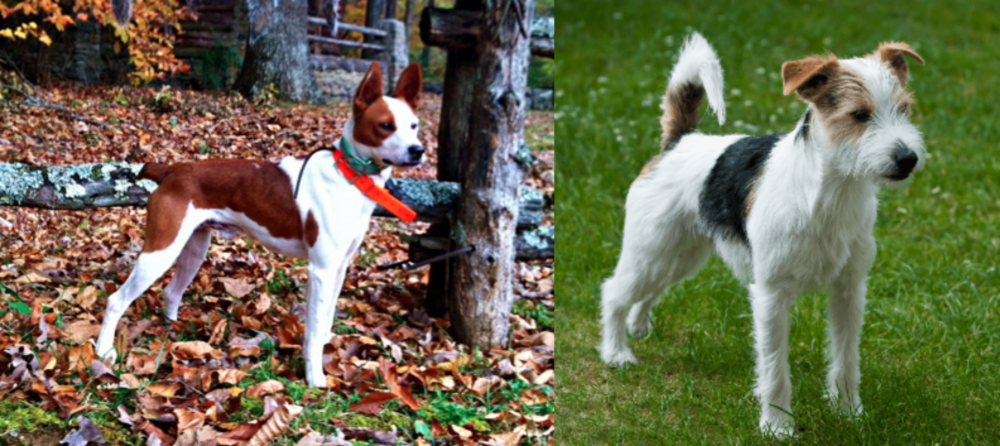Parson Russell Terrier vs Mountain Feist - Breed Comparison