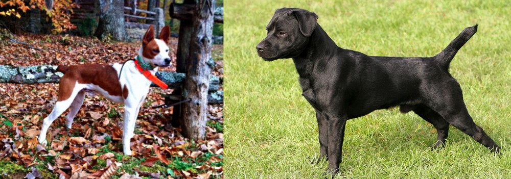 Patterdale Terrier vs Mountain Feist - Breed Comparison