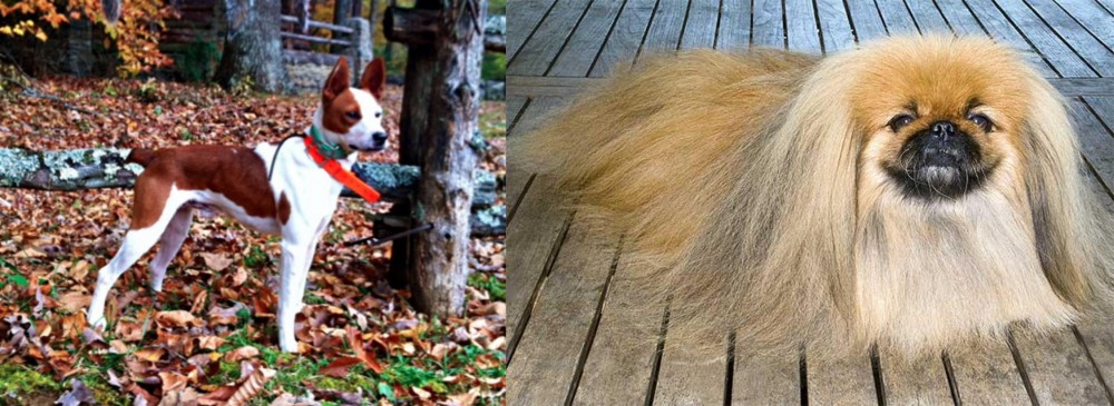 Pekingese vs Mountain Feist - Breed Comparison