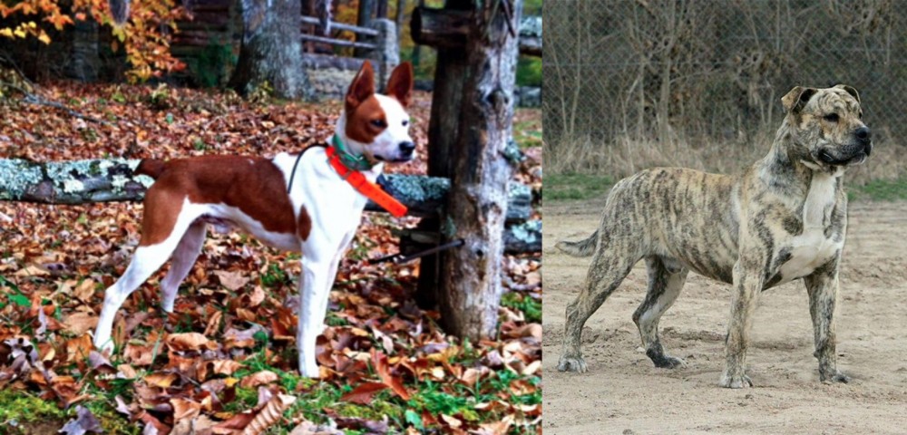 Perro de Presa Mallorquin vs Mountain Feist - Breed Comparison