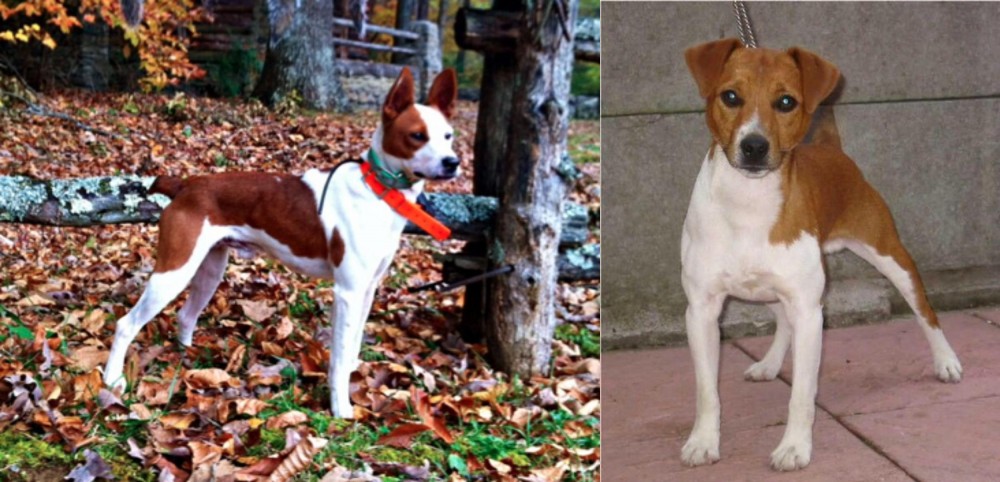 Plummer Terrier vs Mountain Feist - Breed Comparison