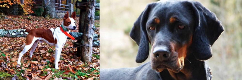 Polish Hunting Dog vs Mountain Feist - Breed Comparison