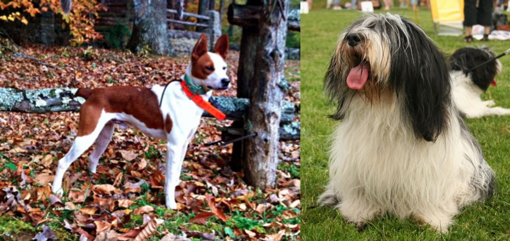 Polish Lowland Sheepdog vs Mountain Feist - Breed Comparison