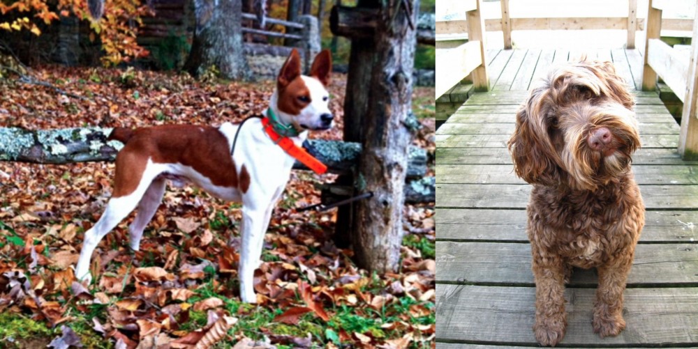 Portuguese Water Dog vs Mountain Feist - Breed Comparison