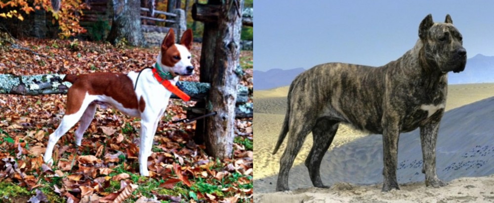 Presa Canario vs Mountain Feist - Breed Comparison