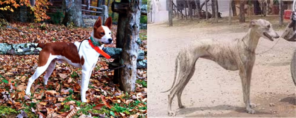 Rampur Greyhound vs Mountain Feist - Breed Comparison