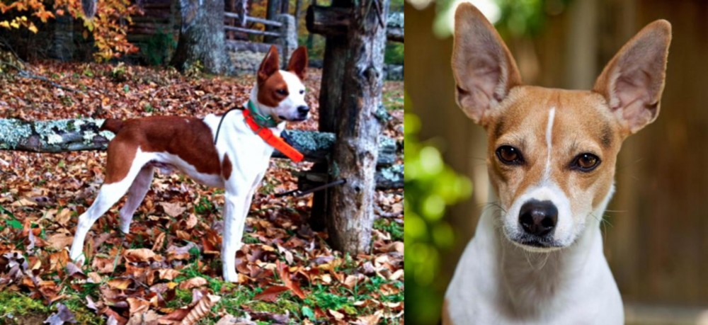 Rat Terrier vs Mountain Feist - Breed Comparison