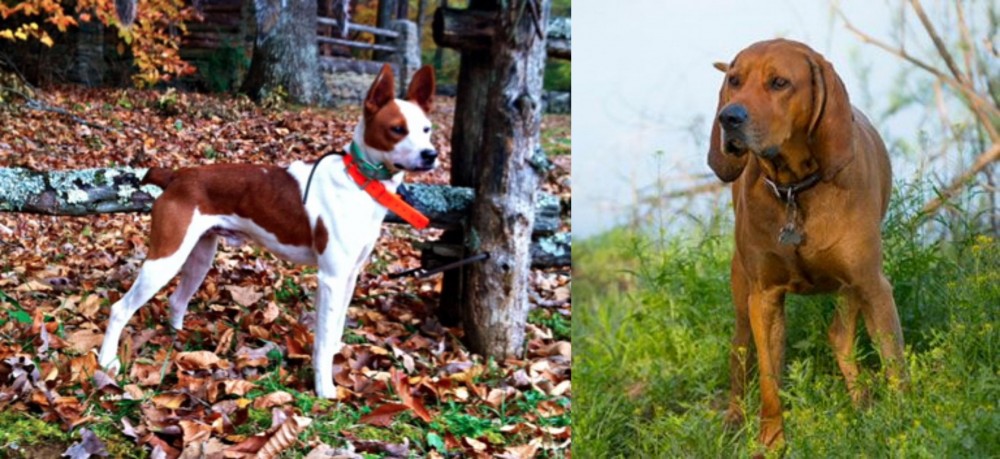 Redbone Coonhound vs Mountain Feist - Breed Comparison