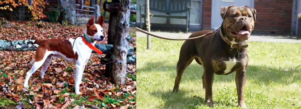 Renascence Bulldogge vs Mountain Feist - Breed Comparison
