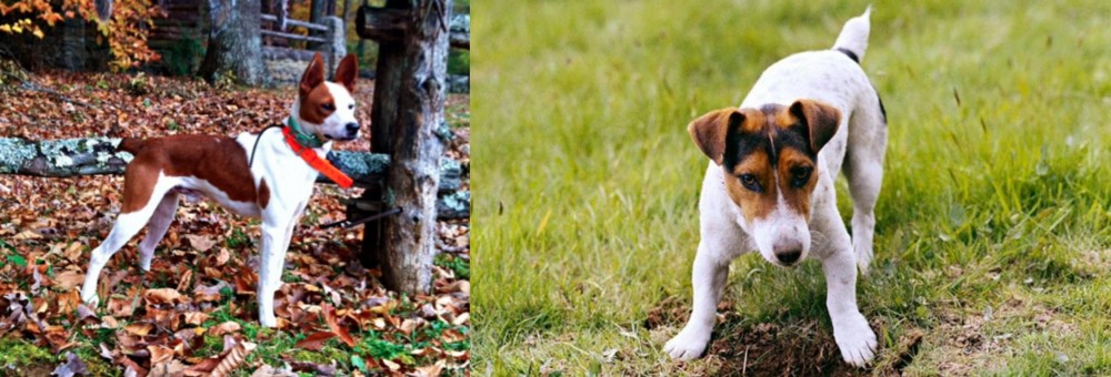 Russell Terrier vs Mountain Feist - Breed Comparison