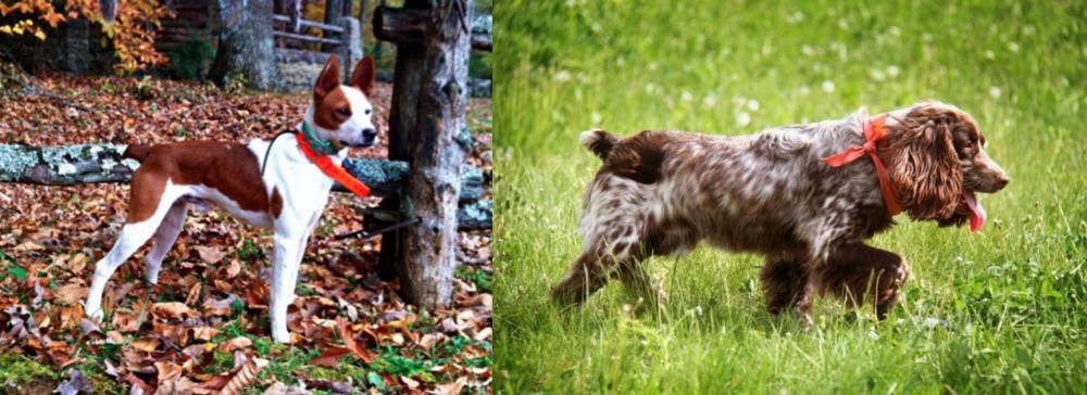Russian Spaniel vs Mountain Feist - Breed Comparison