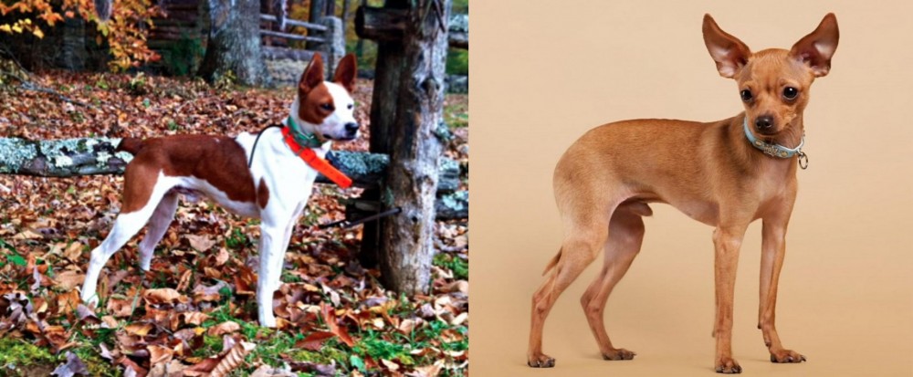Russian Toy Terrier vs Mountain Feist - Breed Comparison