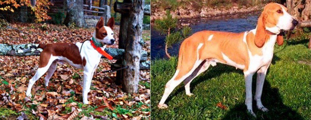 Schweizer Laufhund vs Mountain Feist - Breed Comparison