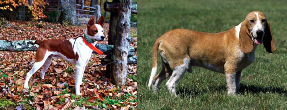 Schweizer Niederlaufhund vs Mountain Feist - Breed Comparison