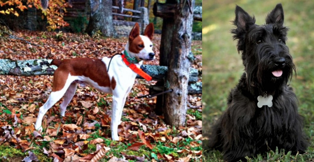 Scoland Terrier vs Mountain Feist - Breed Comparison