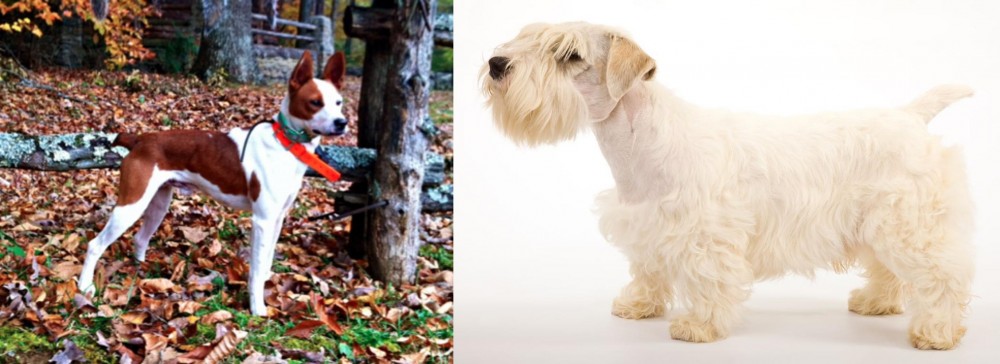 Sealyham Terrier vs Mountain Feist - Breed Comparison