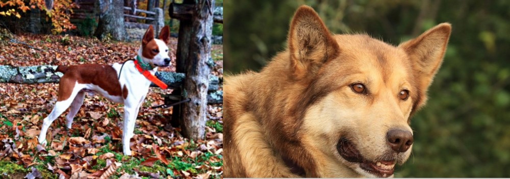Seppala Siberian Sleddog vs Mountain Feist - Breed Comparison