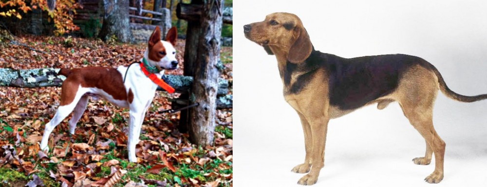 Serbian Hound vs Mountain Feist - Breed Comparison