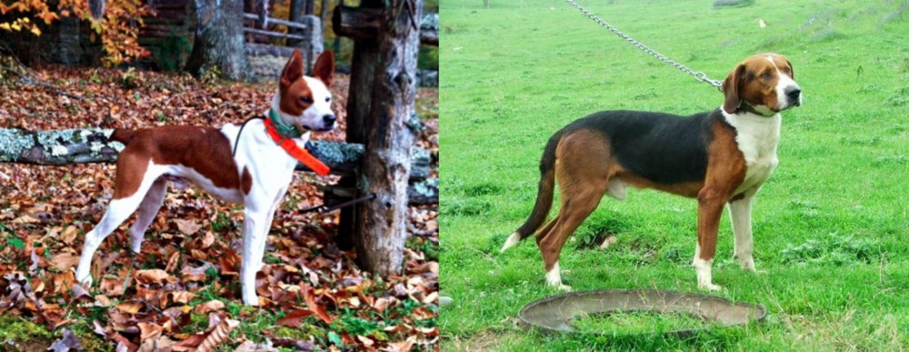 Serbian Tricolour Hound vs Mountain Feist - Breed Comparison