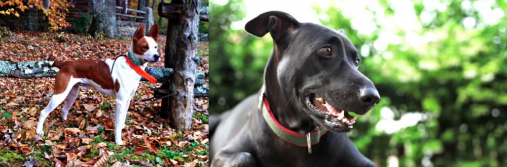 Shepard Labrador vs Mountain Feist - Breed Comparison