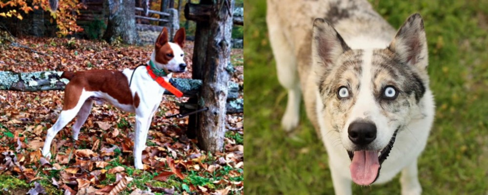 Shepherd Husky vs Mountain Feist - Breed Comparison