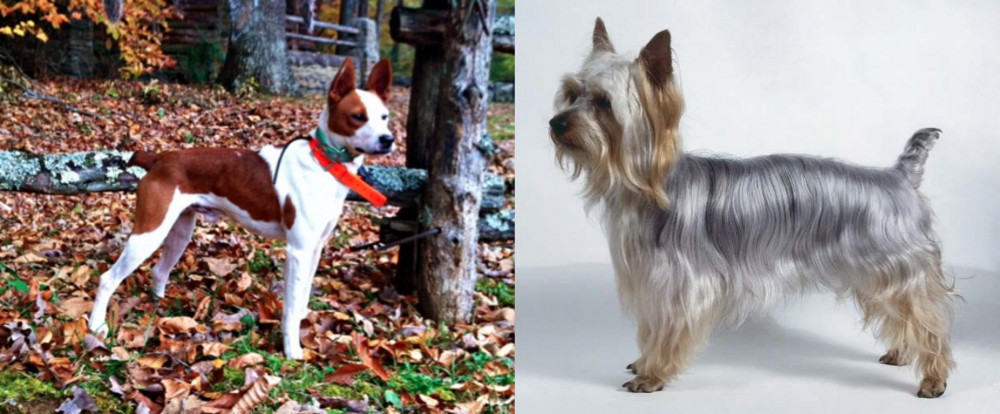 Silky Terrier vs Mountain Feist - Breed Comparison