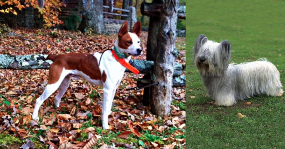 Skye Terrier vs Mountain Feist - Breed Comparison