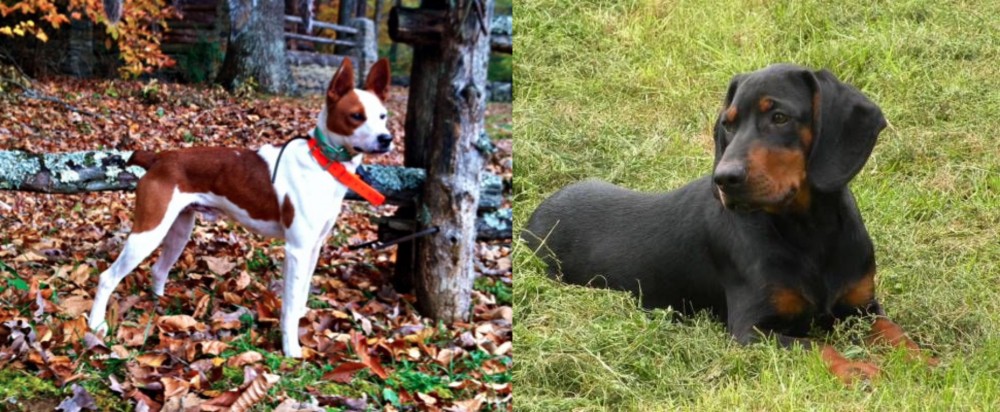 Slovakian Hound vs Mountain Feist - Breed Comparison